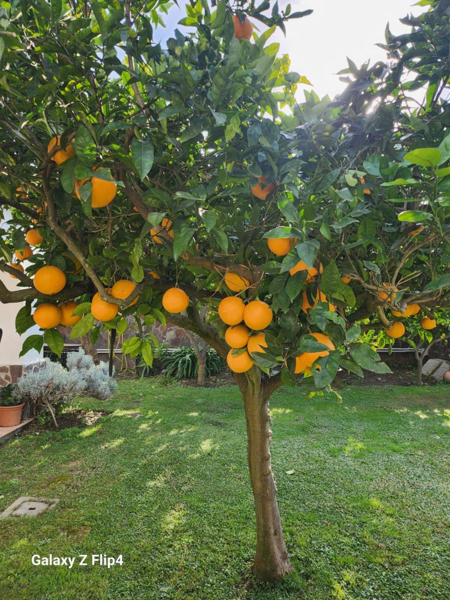 La Limonaia Villa Castel Volturno Buitenkant foto